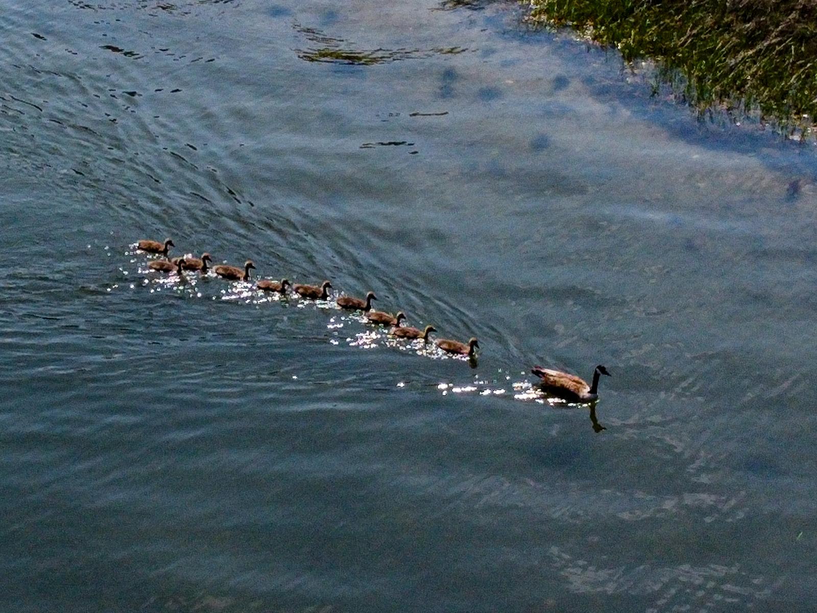 Wildlife around 26 Schoolhouse