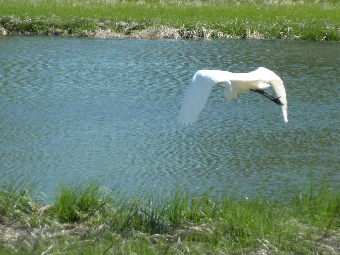 Wildlife around 26 Schoolhouse