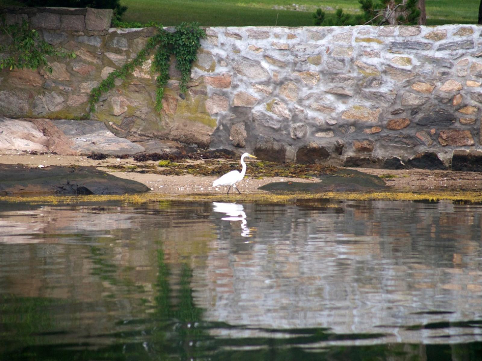 Wildlife around 26 Schoolhouse