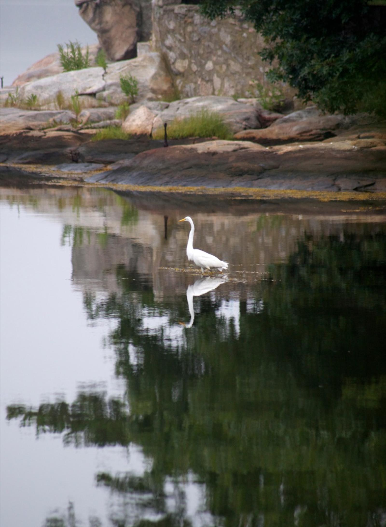 Wildlife around 26 Schoolhouse