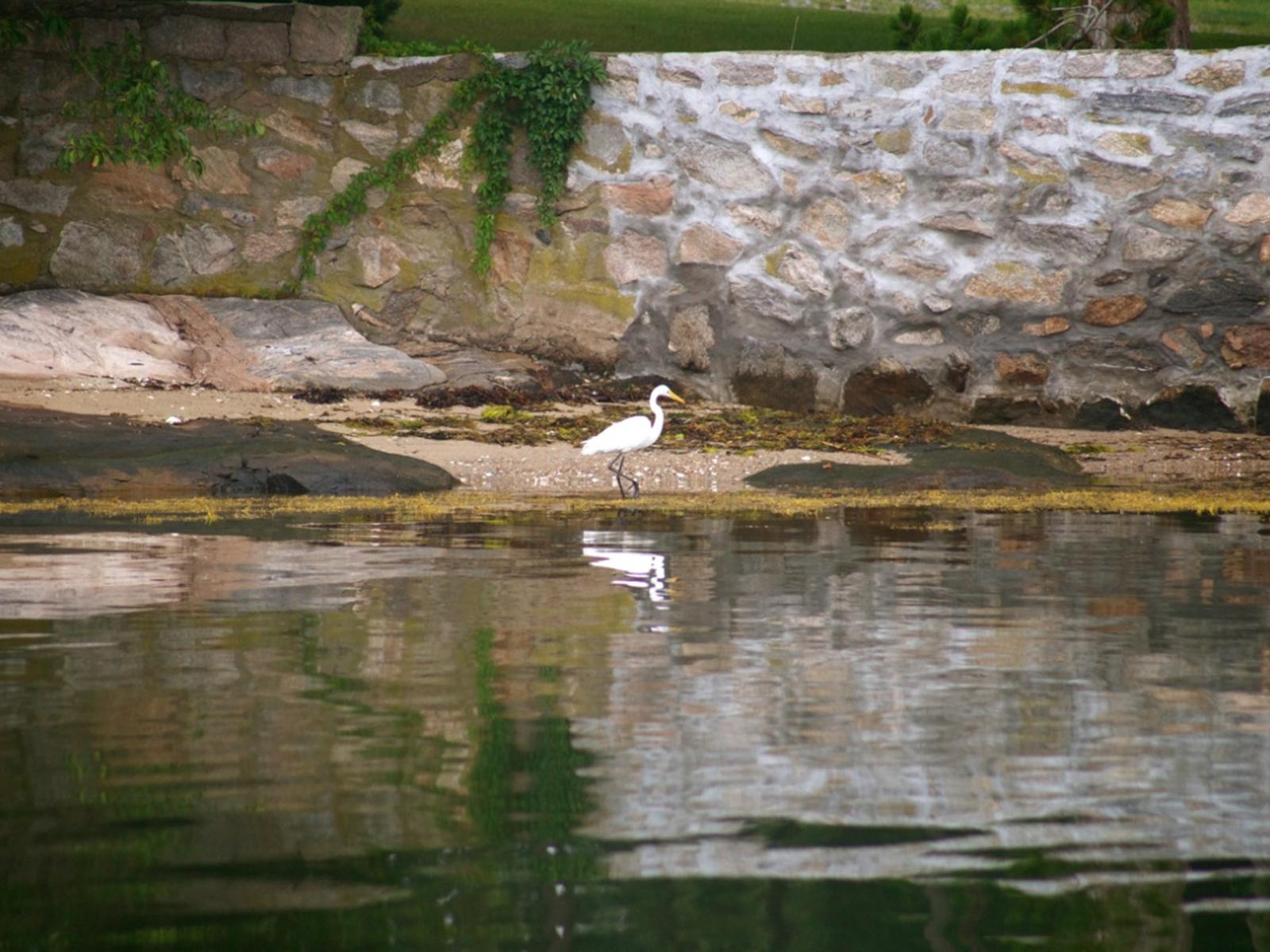 Wildlife around 26 Schoolhouse