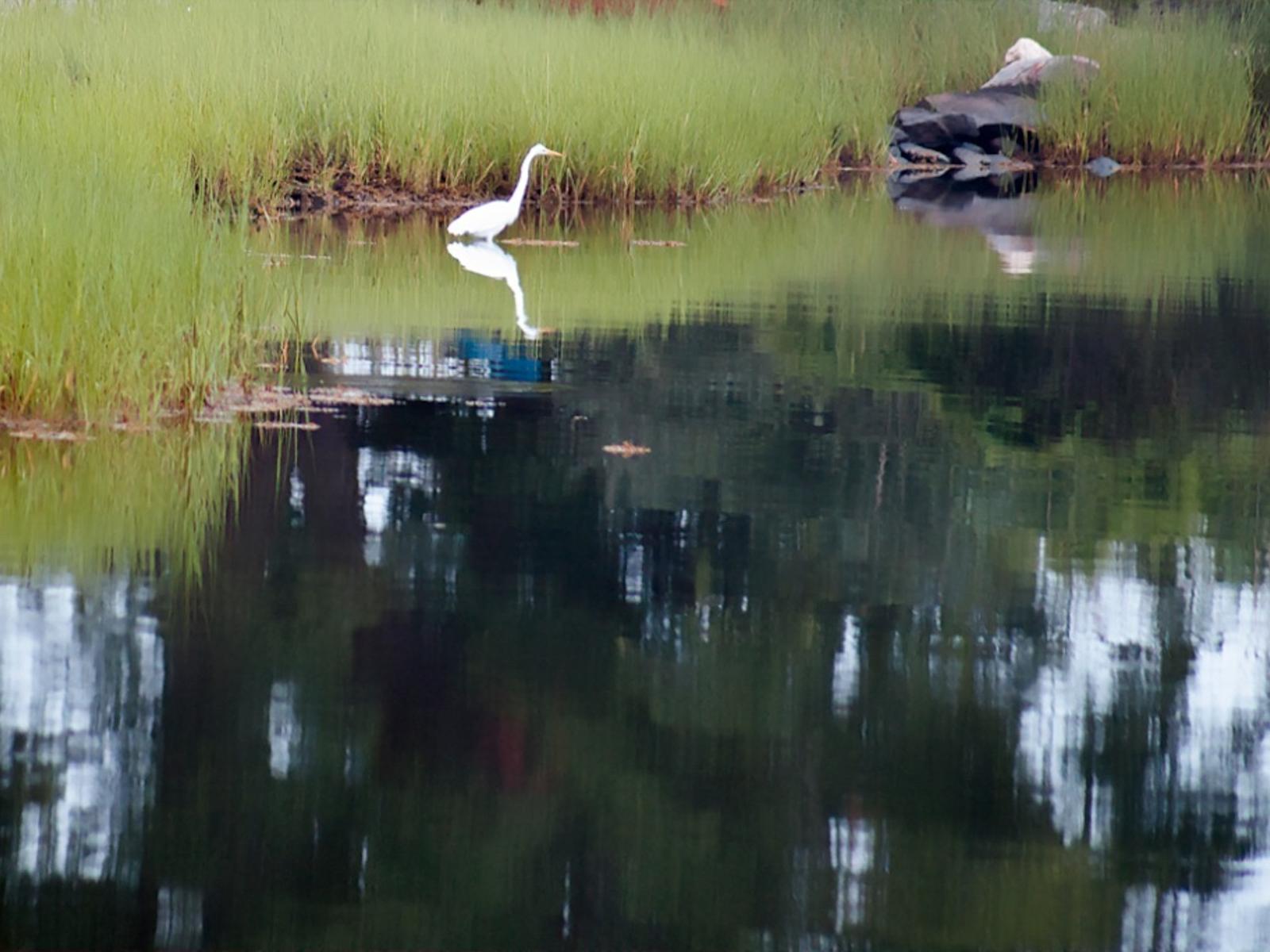 Wildlife around 26 Schoolhouse