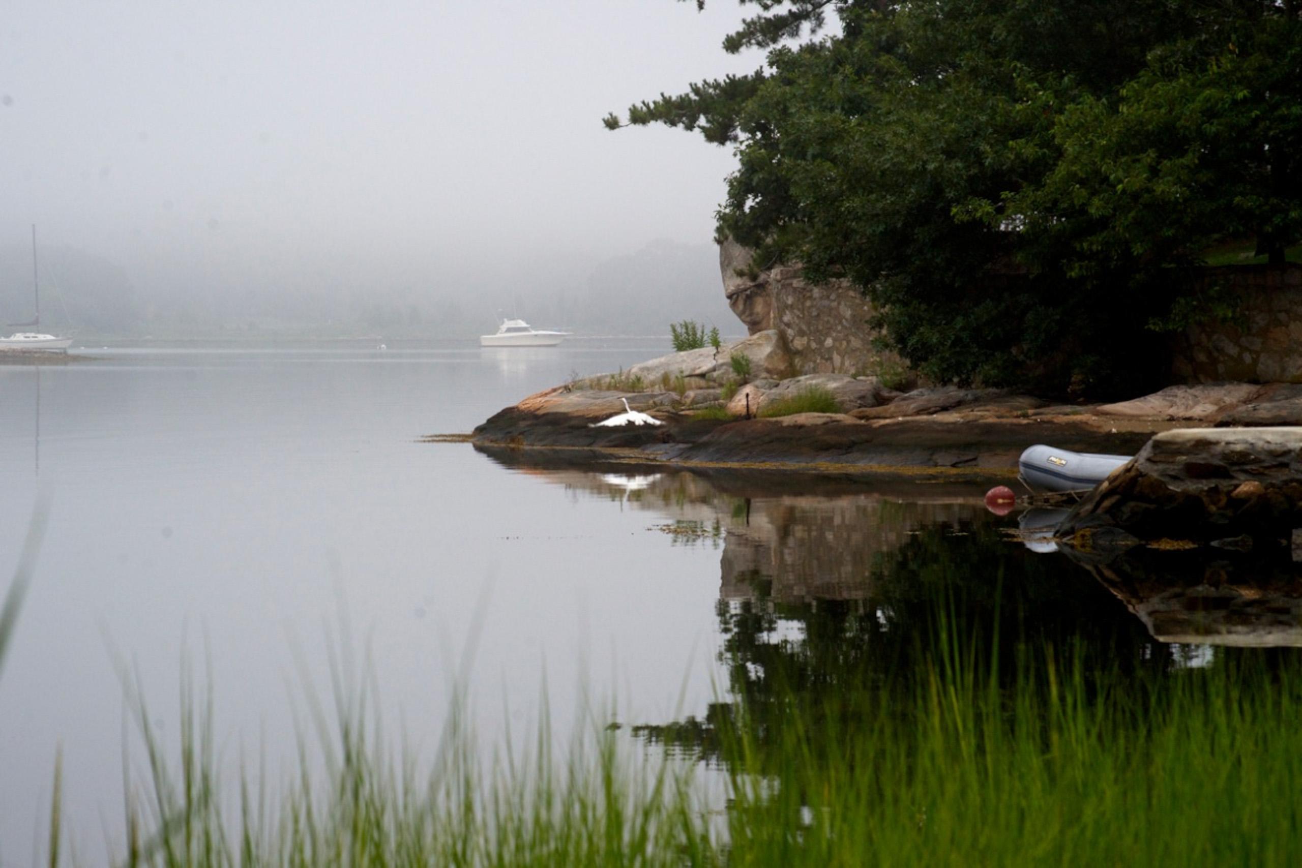 An egret coming down on the rocks at the point, on a foggy morning.