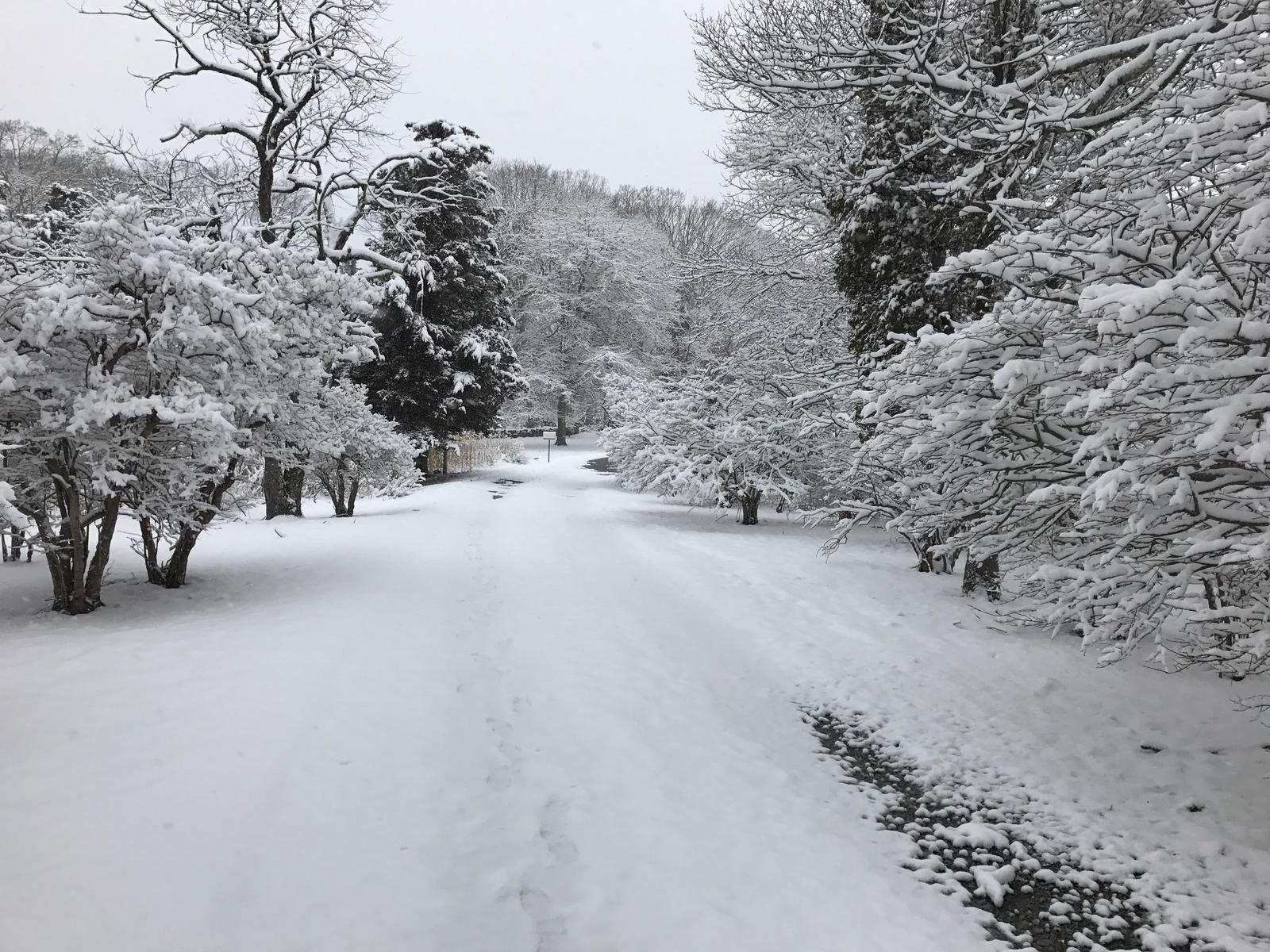 The lane under fresh snow, every tree coated white