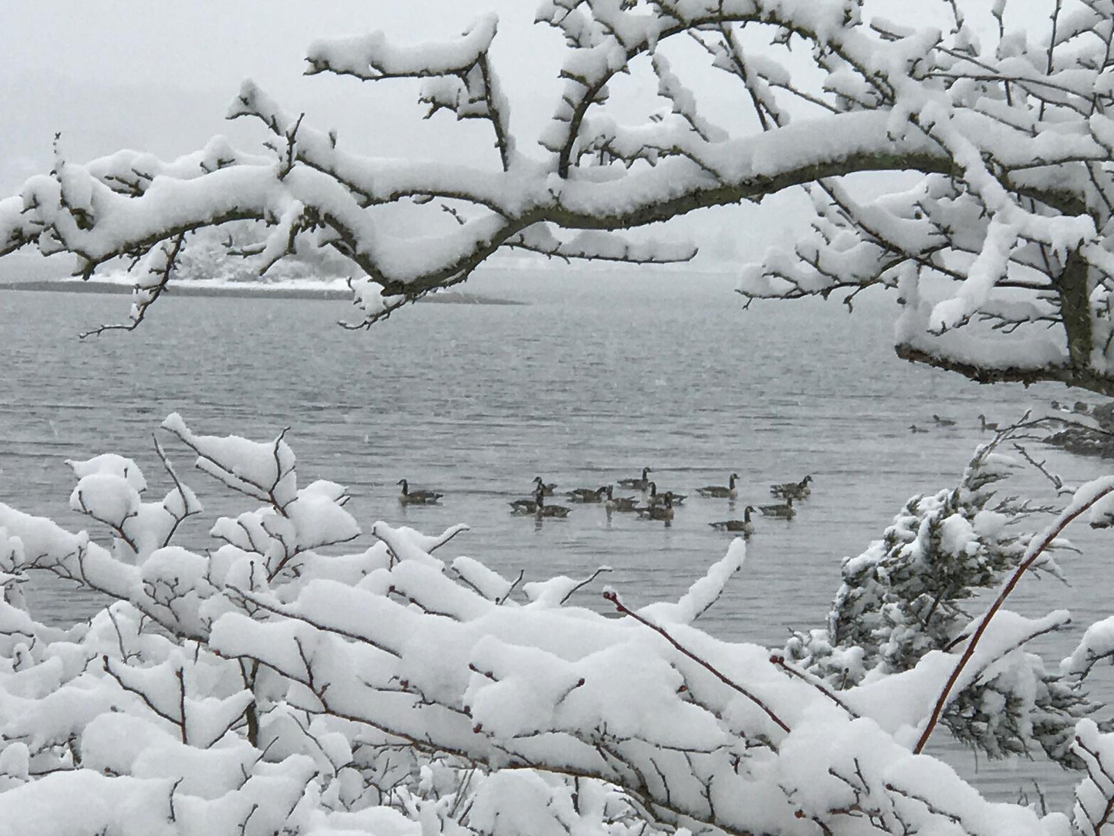 A flock of geese on the winter river, framed by snow-covered branches