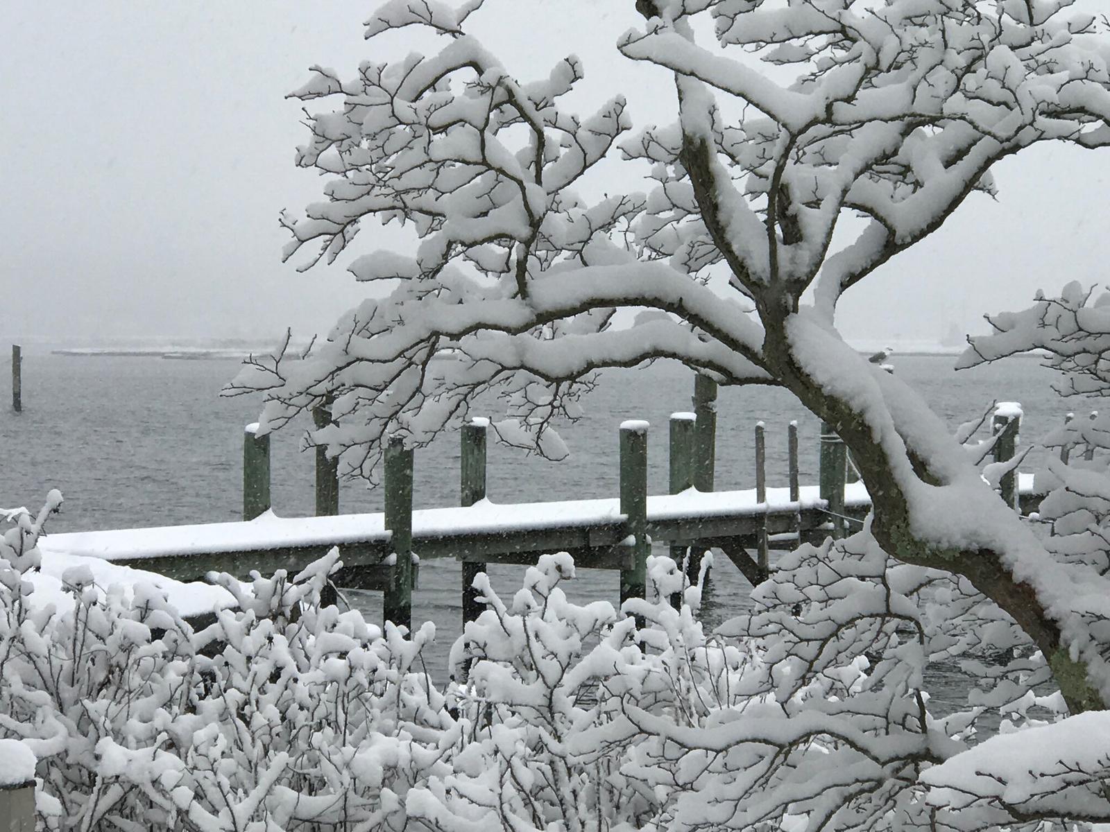 Snow-laden branches arching over the dock pilings