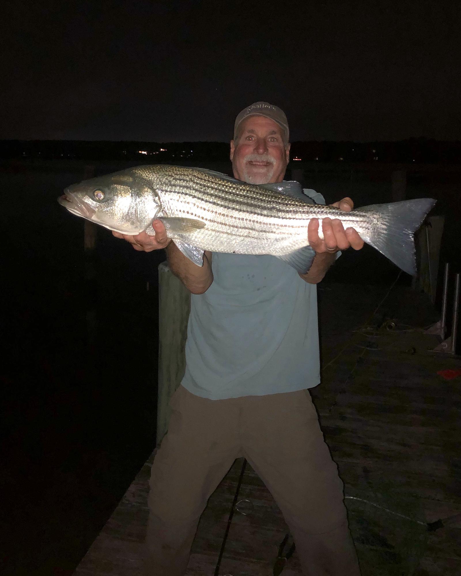 A striped bass, caught off the dock at night.