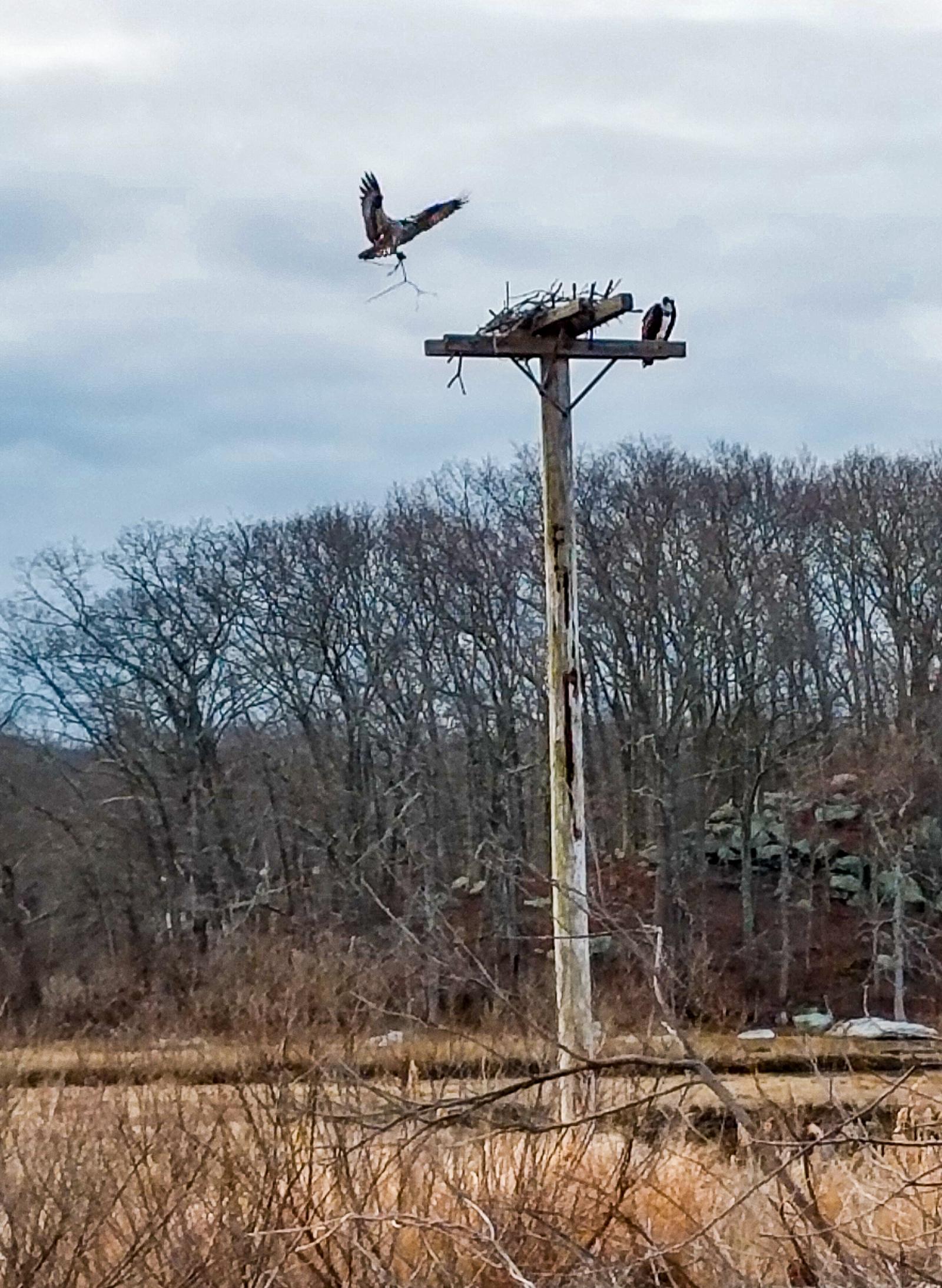 Wildlife around 26 Schoolhouse