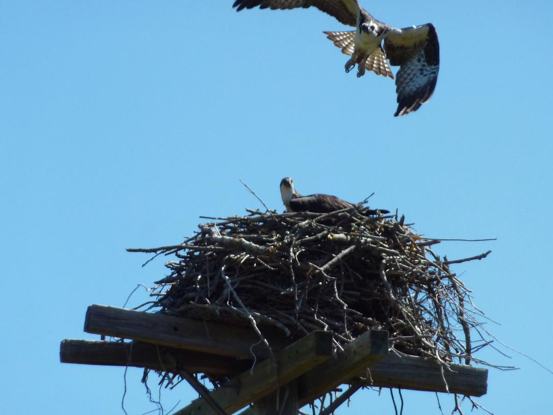 Wildlife around 26 Schoolhouse