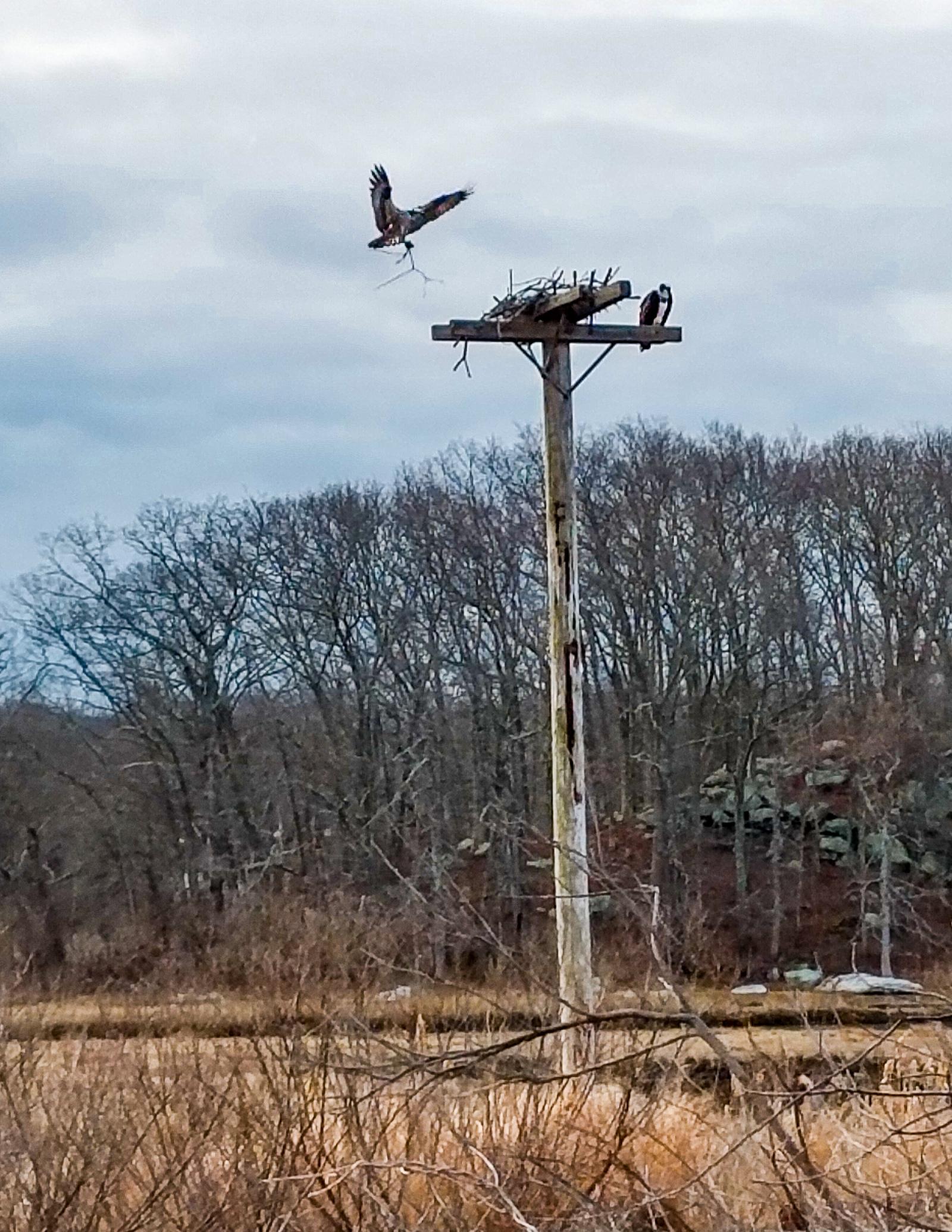 An osprey coming in to the nest with building material, the season-long show off the back of the house.
