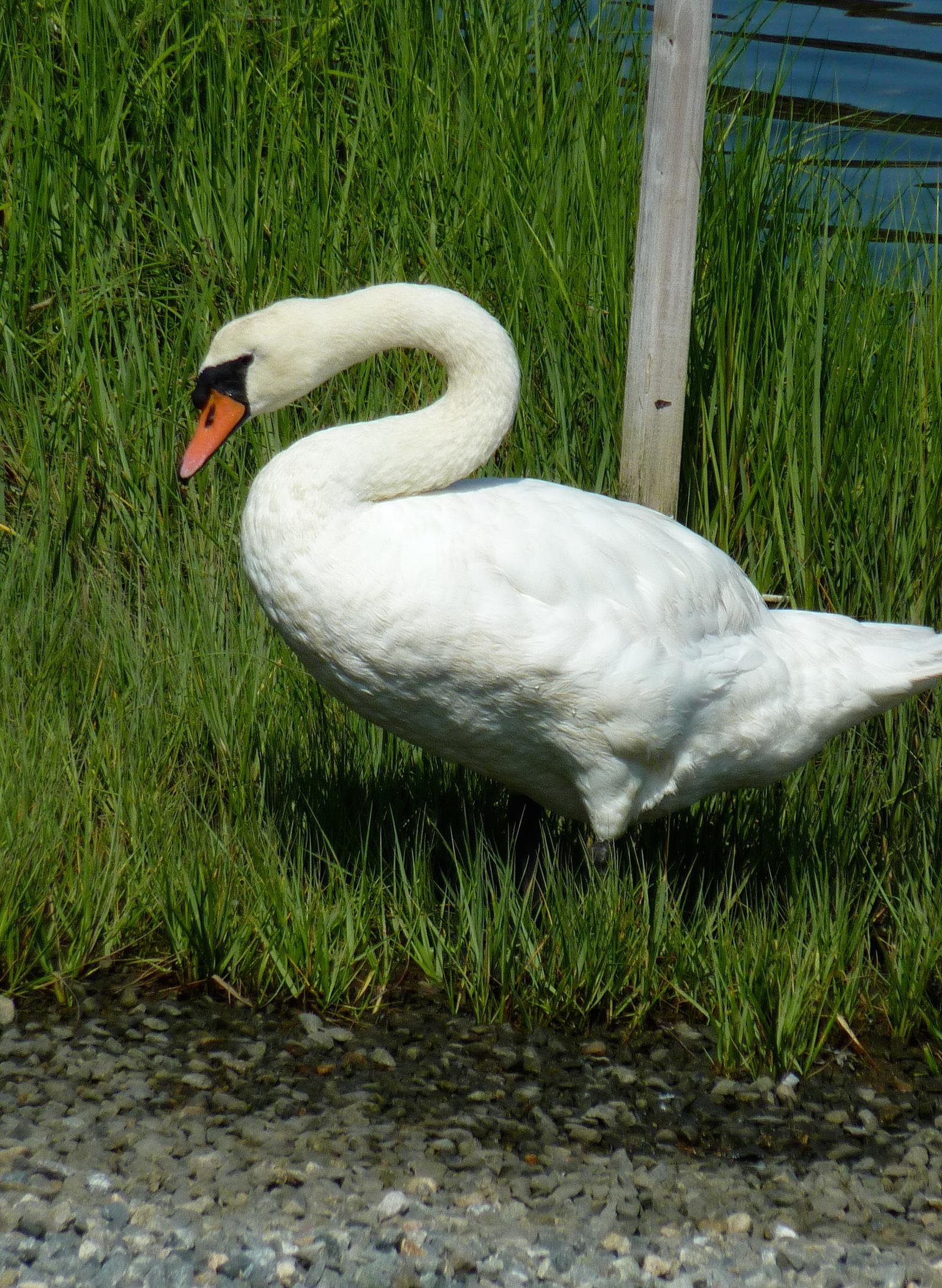 Wildlife around 26 Schoolhouse