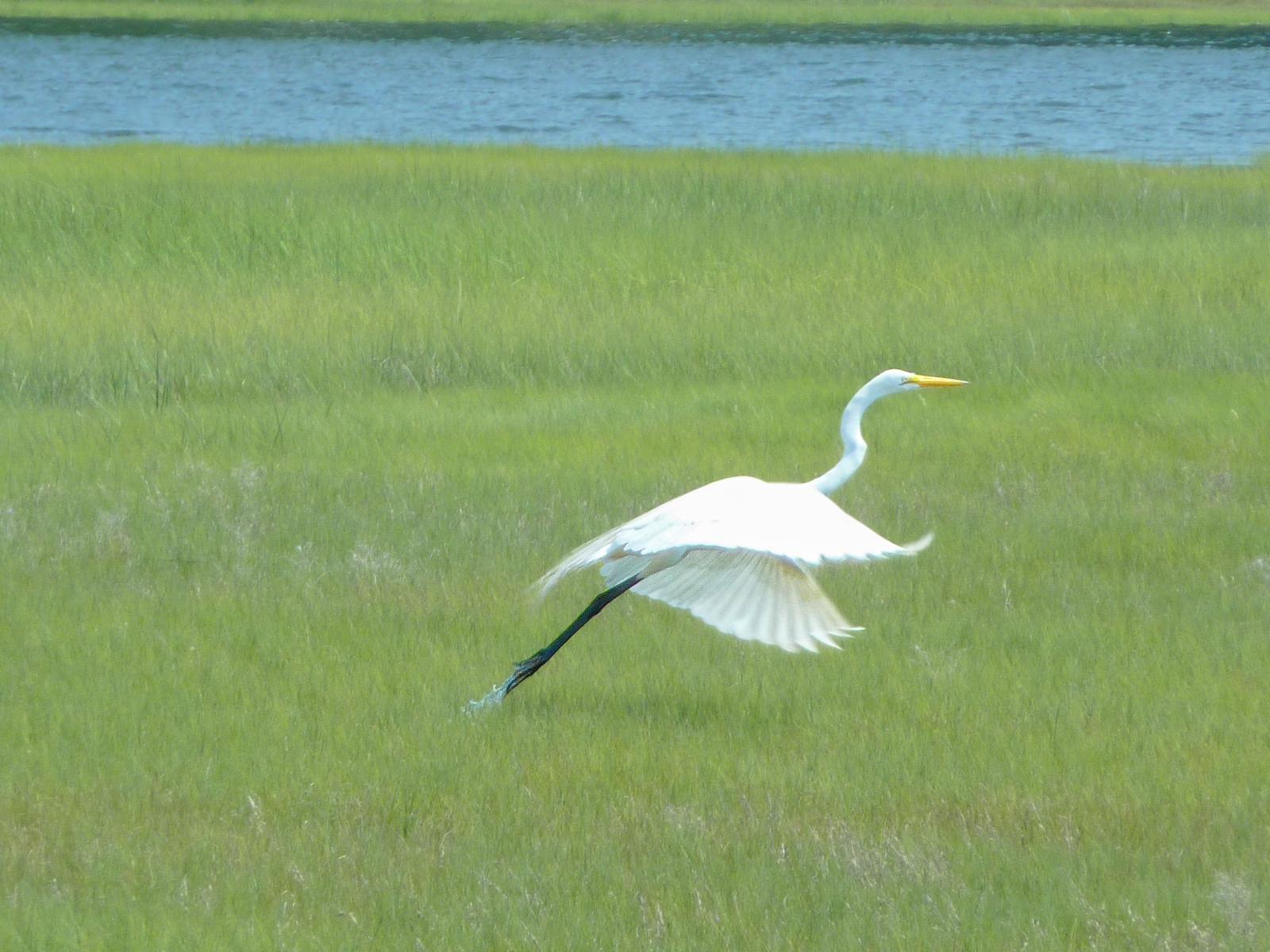 Wildlife around 26 Schoolhouse