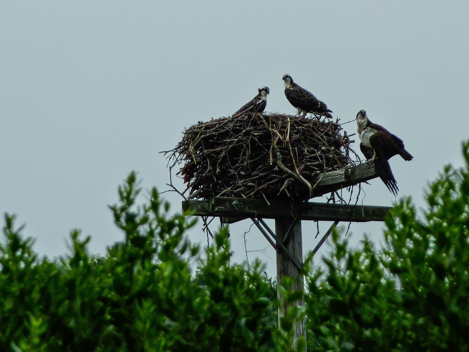 Wildlife around 26 Schoolhouse