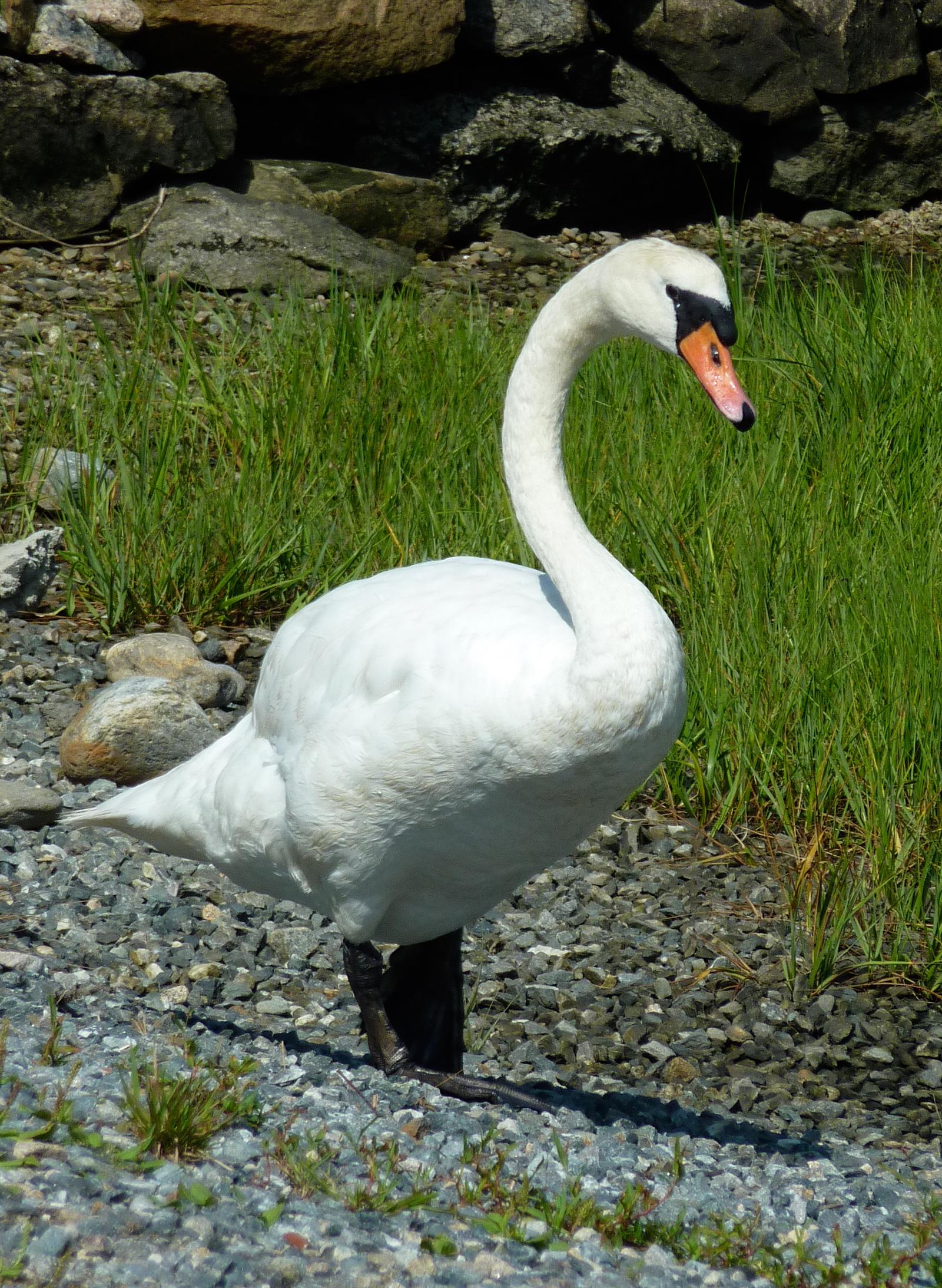 Wildlife around 26 Schoolhouse