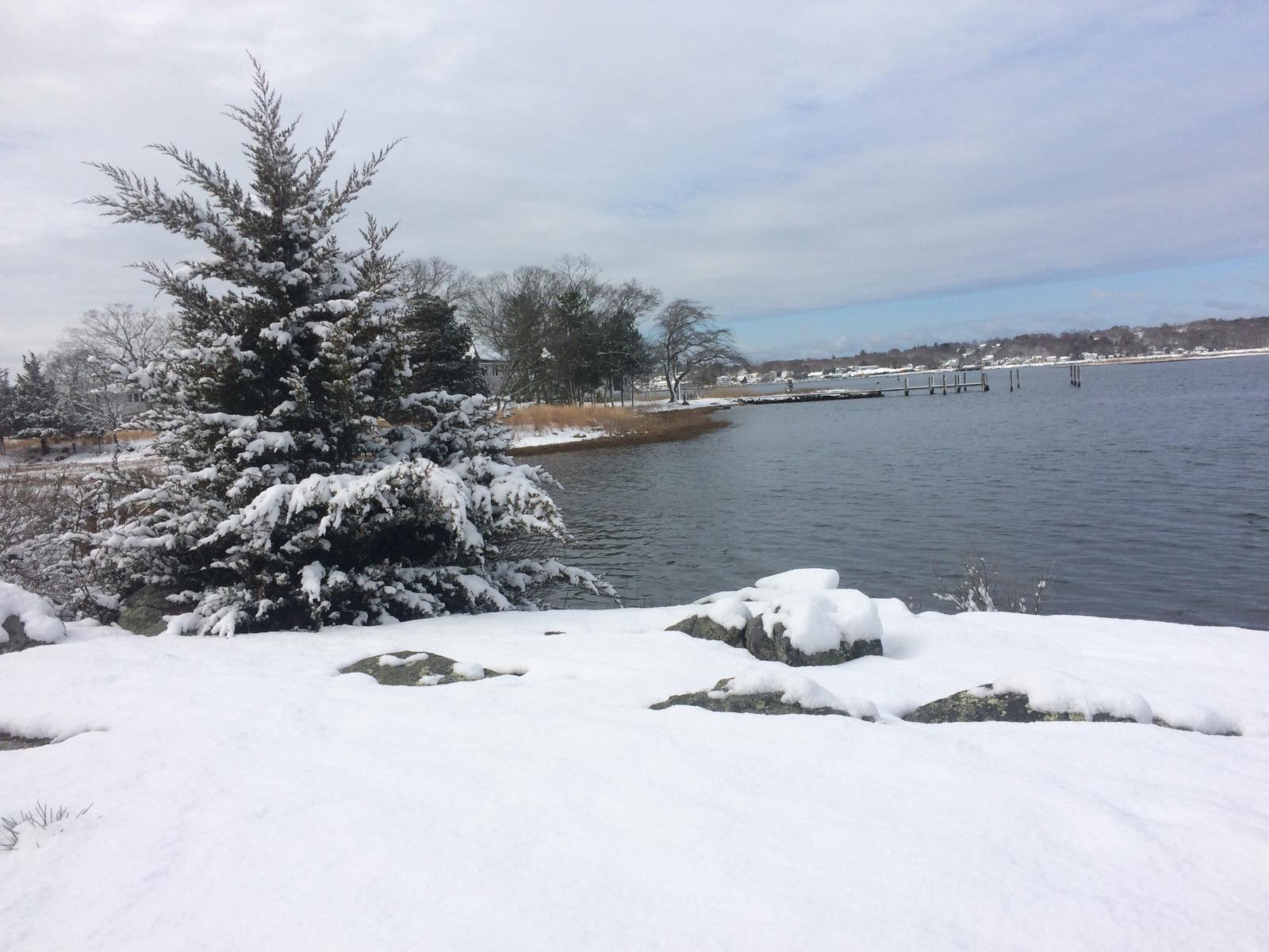 A snow-covered cedar on the point above the cove