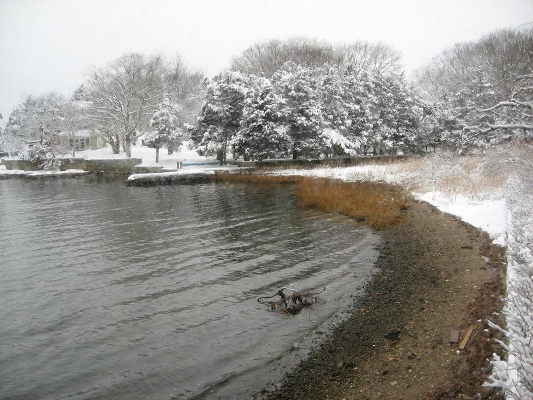 Falling snow over the cove, the beach grass still golden against the white