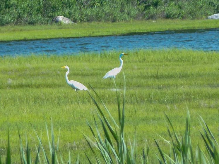 Wildlife around 26 Schoolhouse