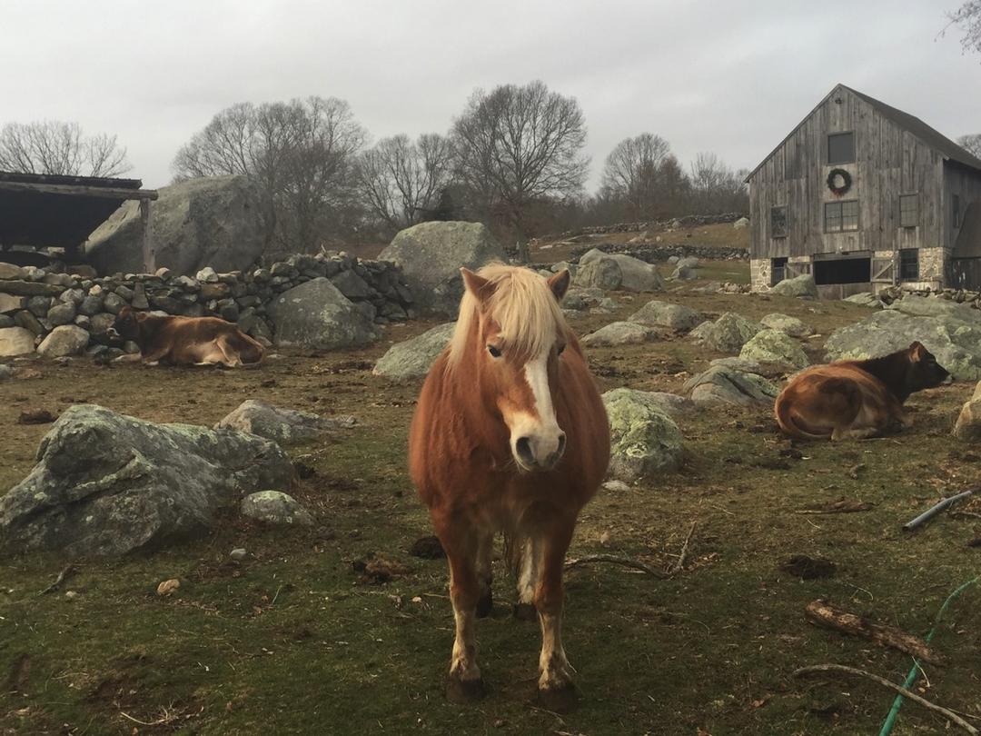 A pony and cattle at a stone-walled farm near the house