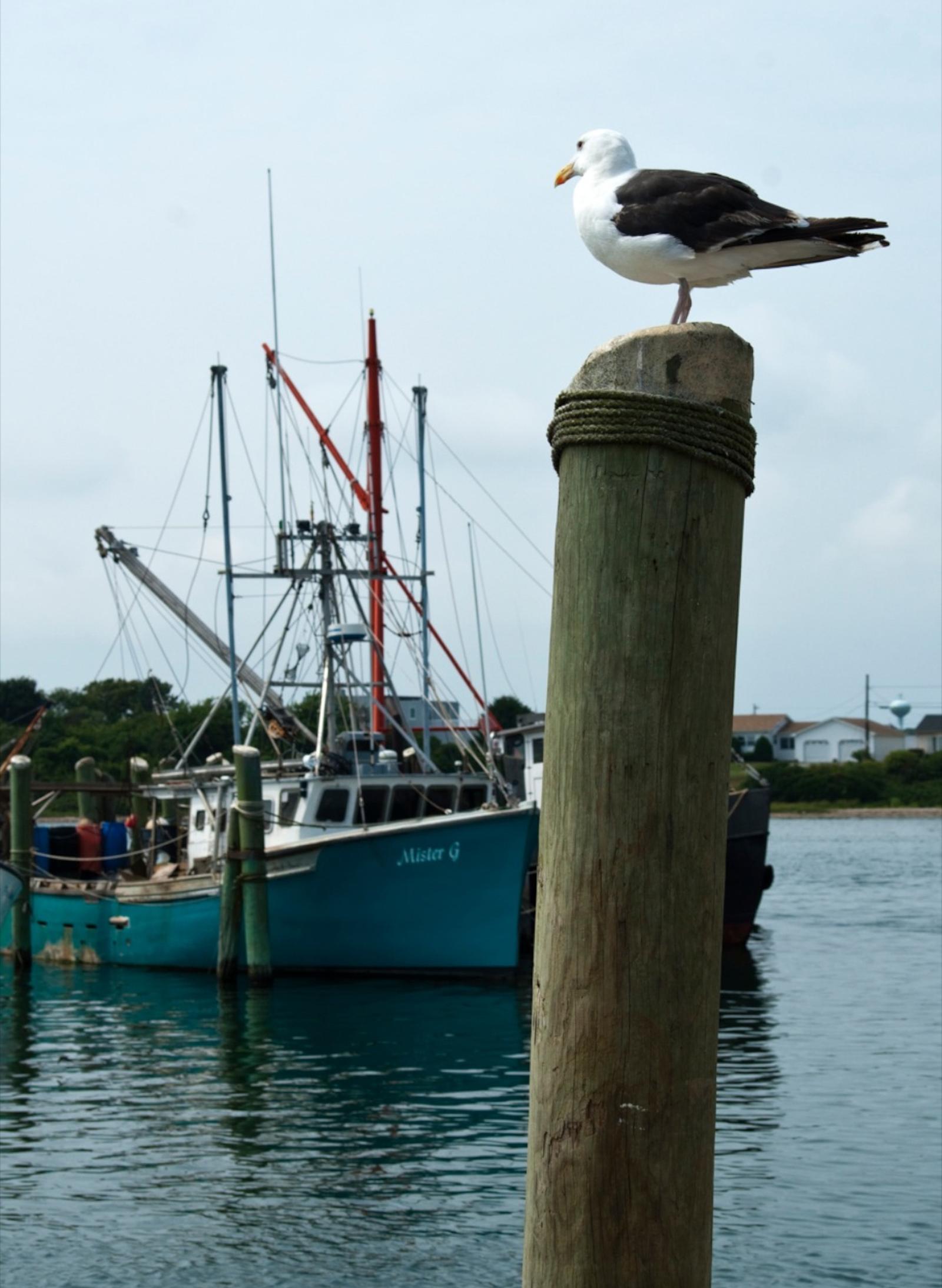 Mason's Island, the Mystic River, and the Stonington shoreline