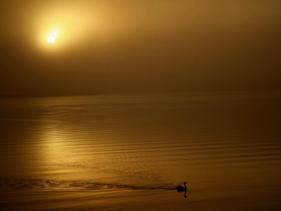 A lone swan on the river in a golden dawn fog
